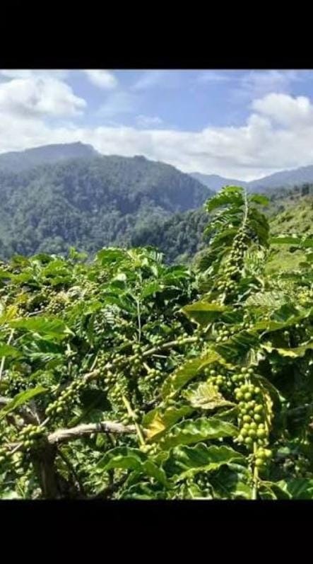 Kebun Kopi